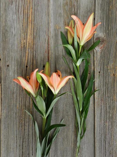 ROYAL SUNSET 3/S BICOLOR ORANGE/PINK L.A. HYBRID LILIES